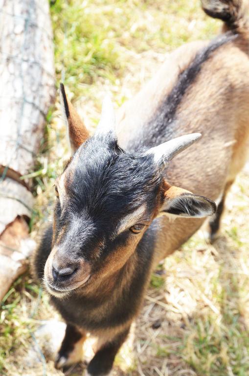 Mazé La Petite Ferme Bed & Breakfast エクステリア 写真